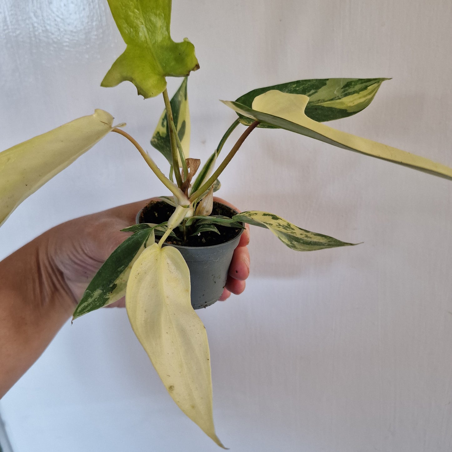 Philodendron Florida Beauty Rare Houseplant 6cm pot