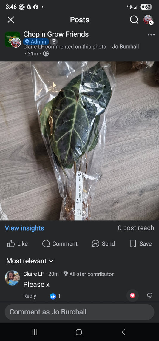 Sunday Sale - Claire Anthurium