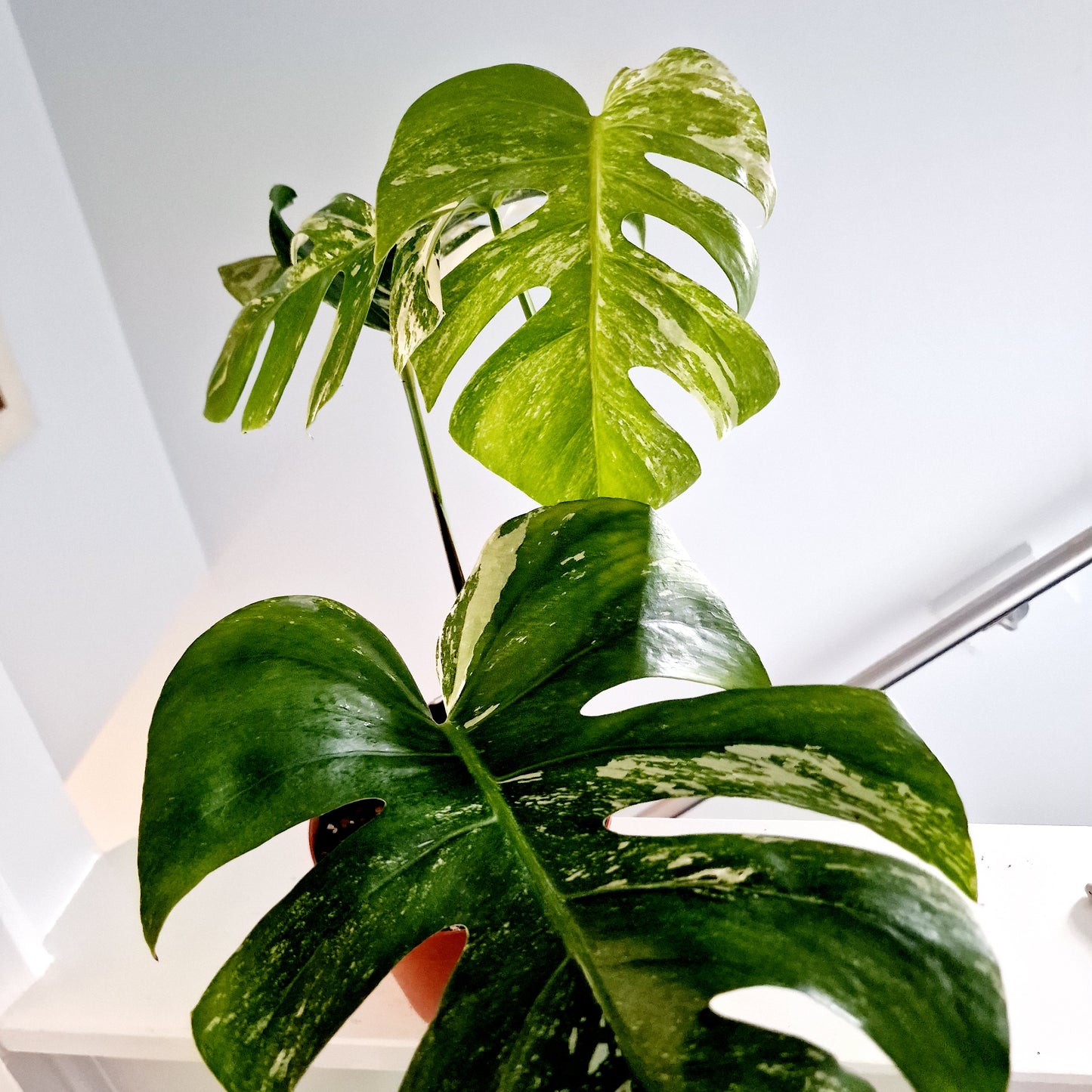 Monstera Albo Rare Houseplant 17cm pot (d)