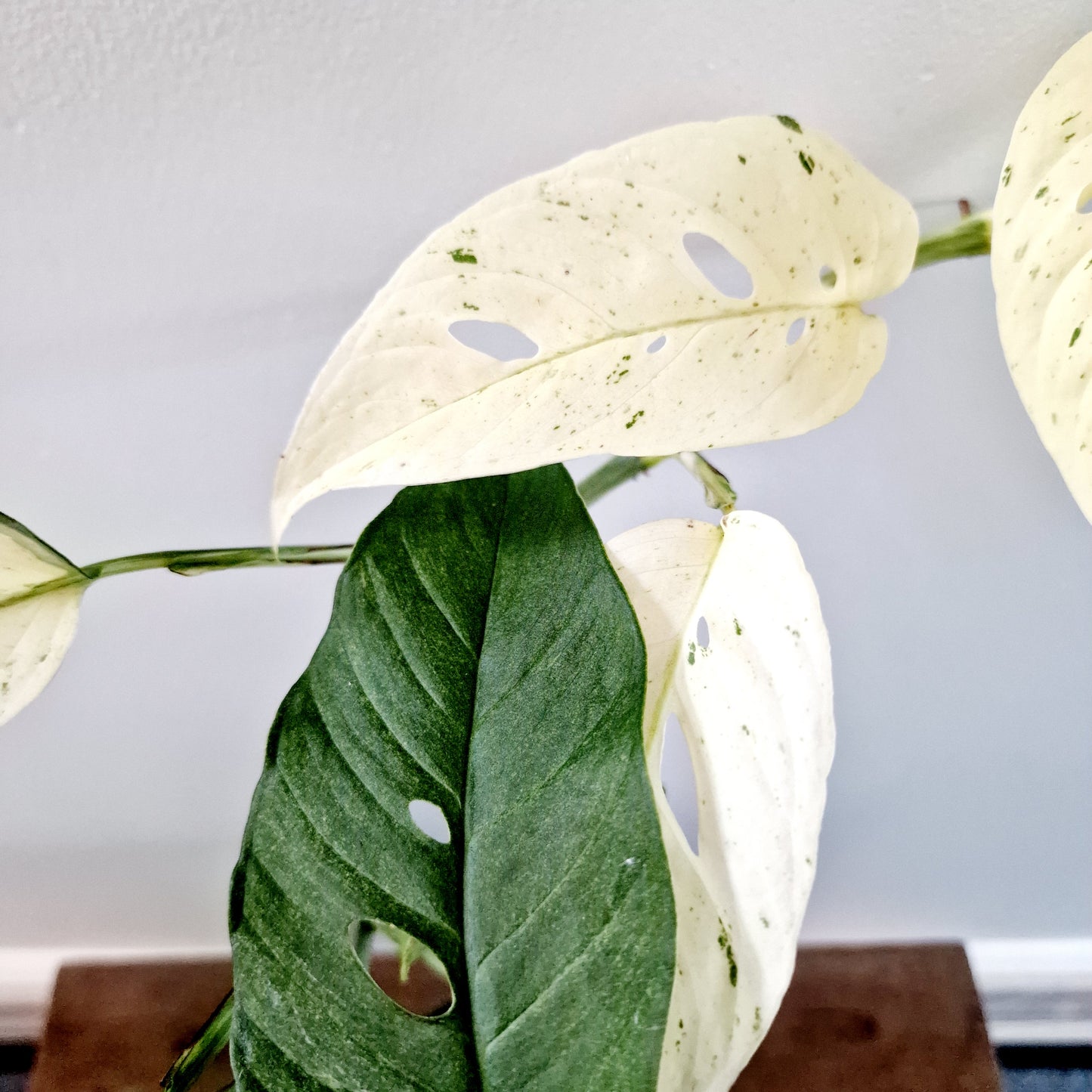 Monstera Laniata Mint Rare Houseplant 12cm pot (15)
