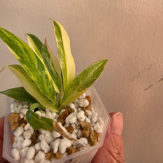 Philodendron Pedatum × Tortum Variegated (2) – Exact Plant - See Description