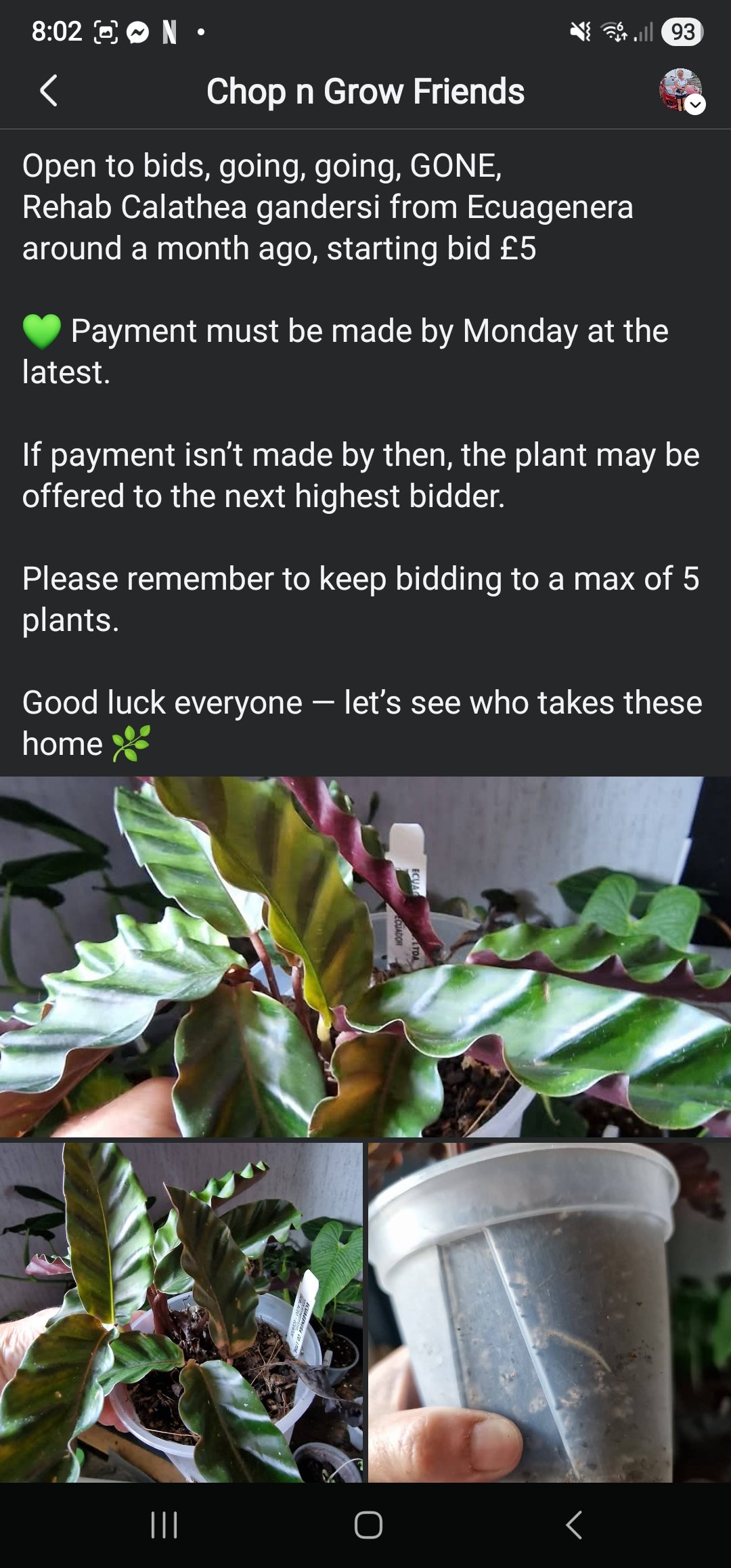 Sunday Sale - Margaret Calathea