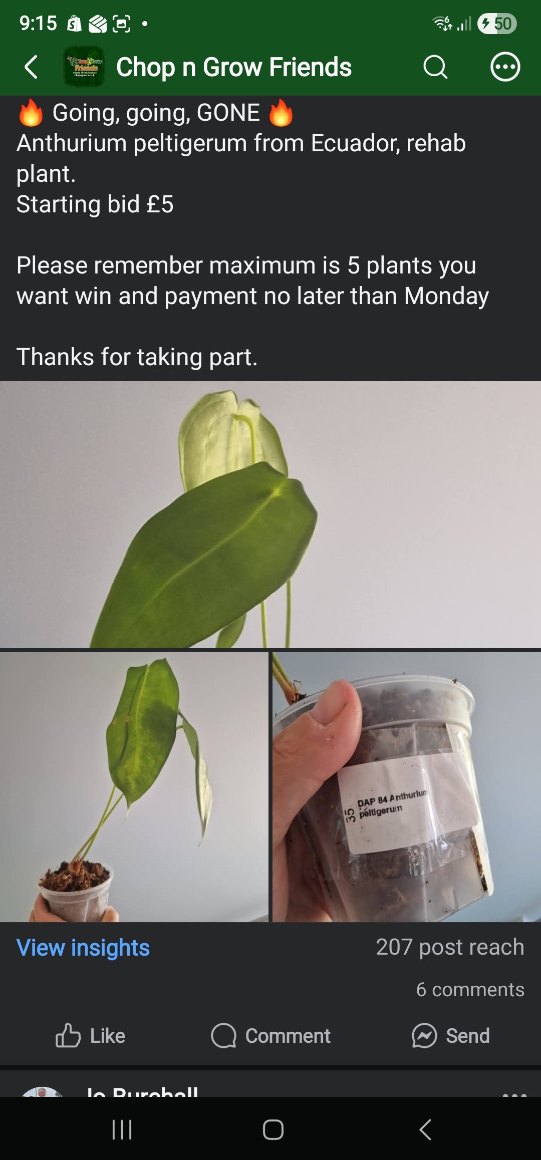 Chop n Grow Friends sale - Steph Anthurium Peltigerum