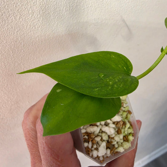 Monstera Devil Monster – Lightly Variegated / Speckled – Exact Plant (L5)