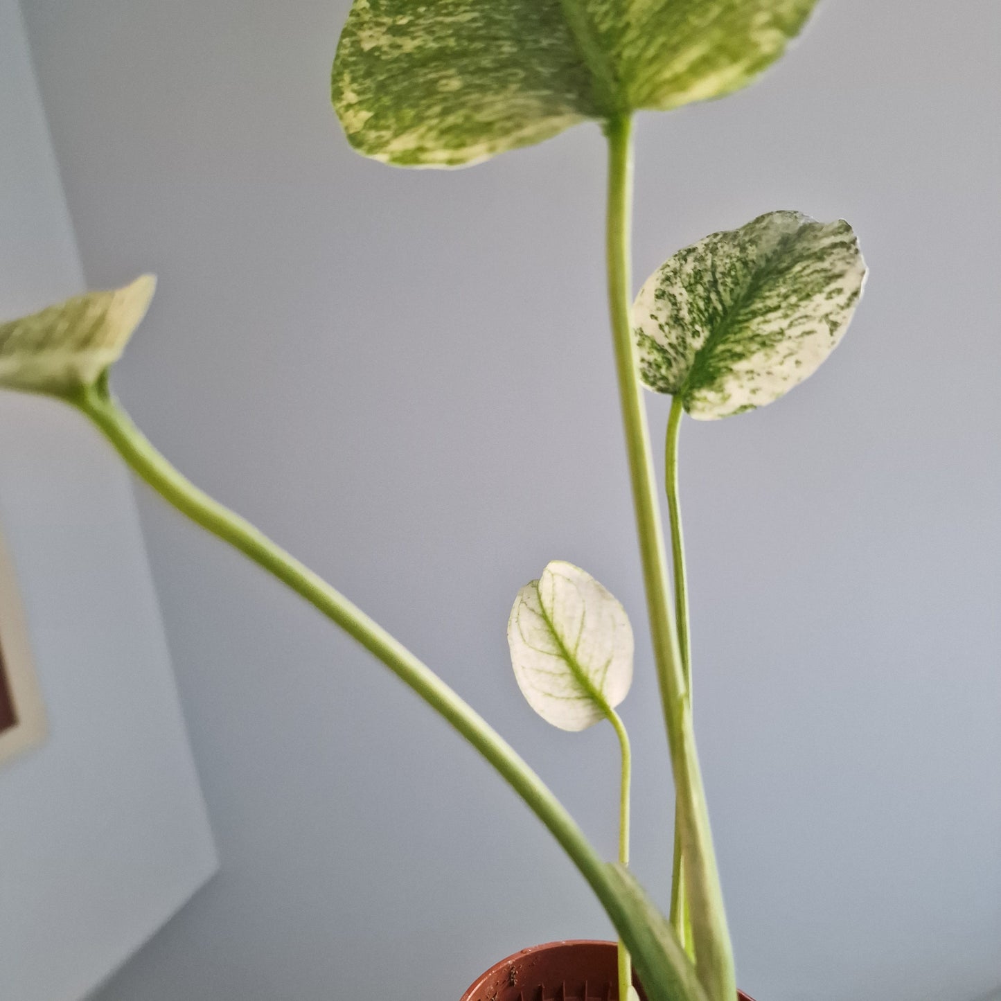 Monstera Mint Rare Houseplant 10.5cm pot (a)