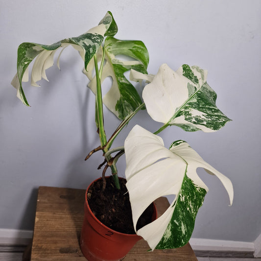 Monstera Albo ‘Super White’ – 15cm Pot (#2)