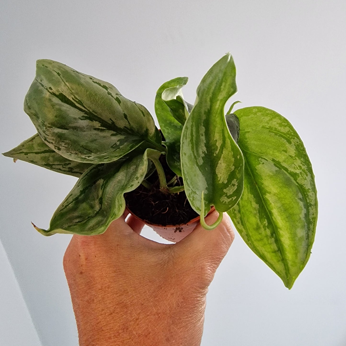 Scindapsus sp. Kalimantan Rare Houseplant 7cm pot