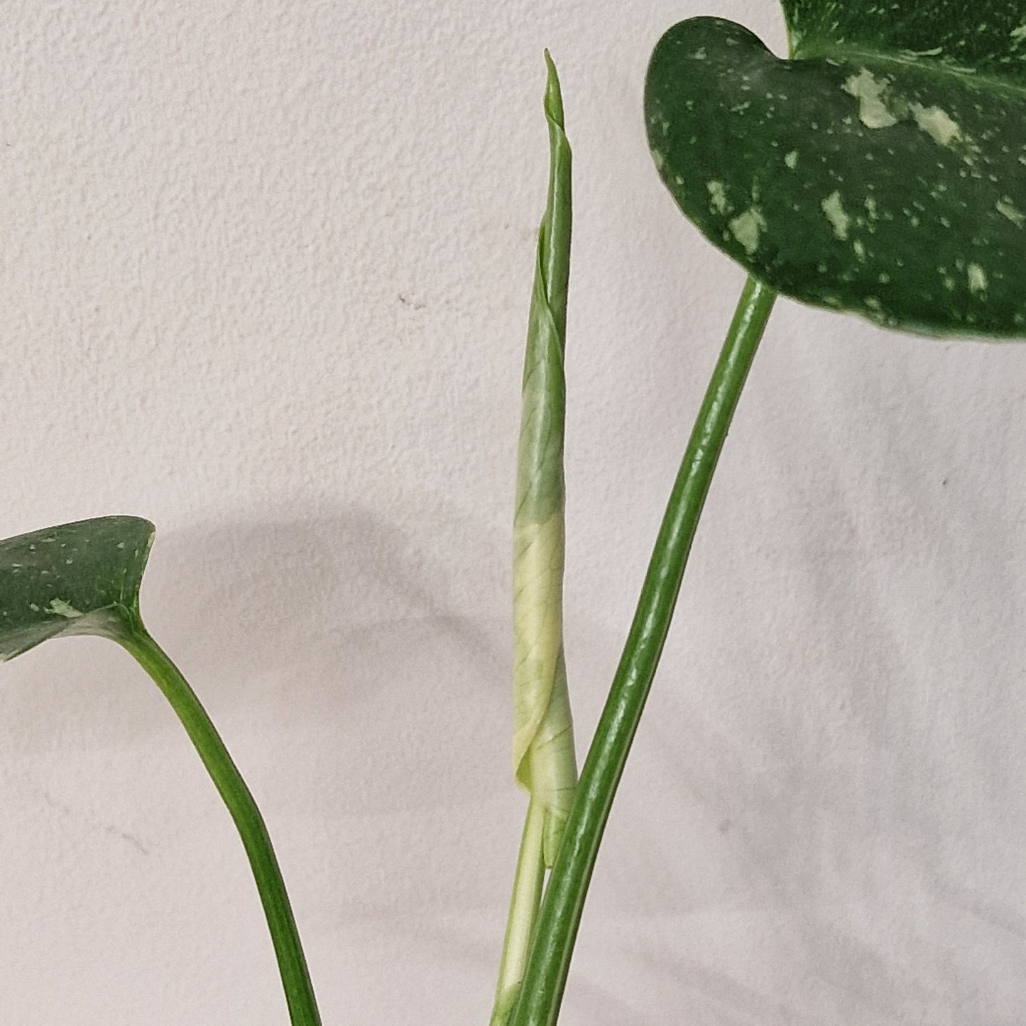 Monstera Thai Constellation – 6cm Pot (#7)