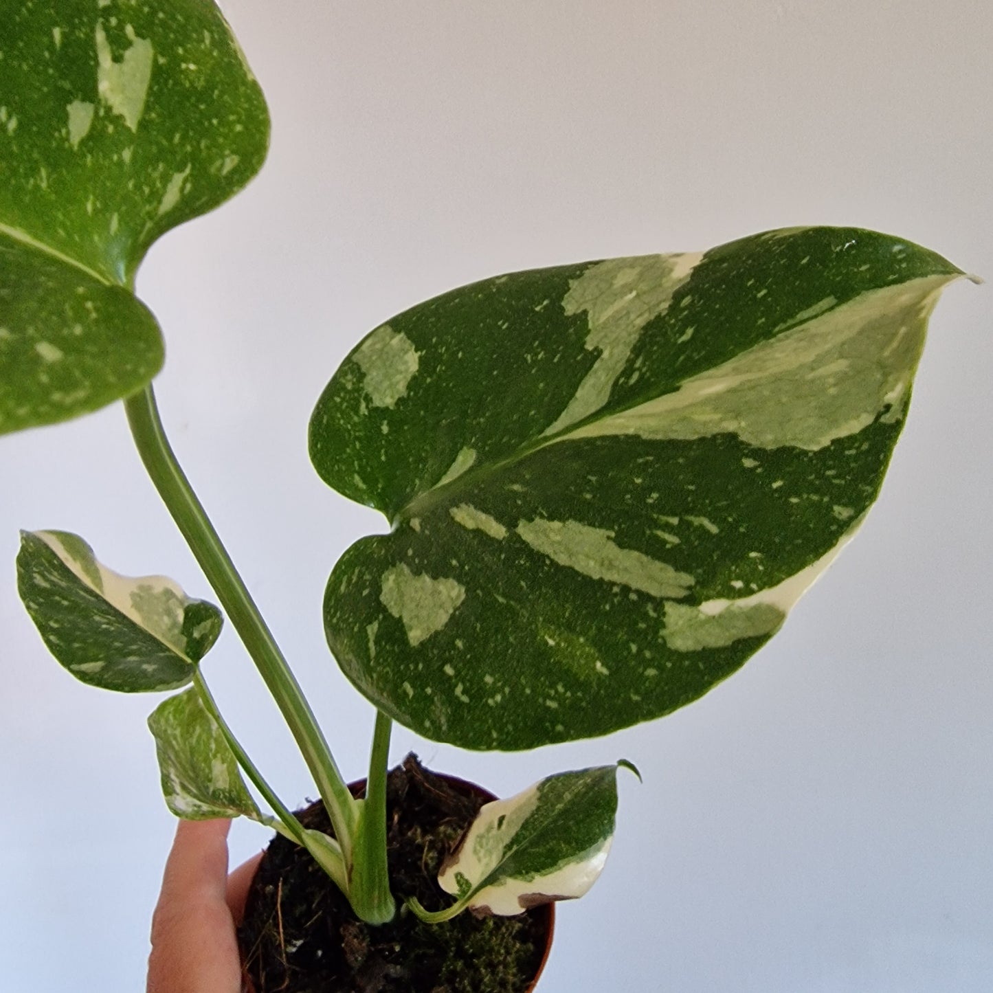 Monstera Thai Constellation Rare Houseplant 8cm pot (c)