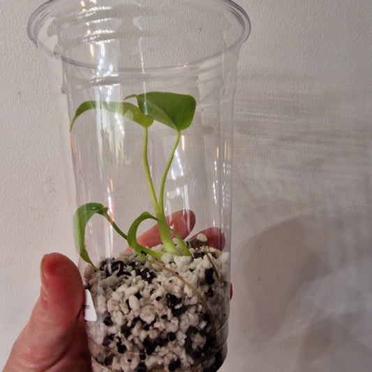 Monstera Lemon Lime – Young Exact TC Plant (#12)