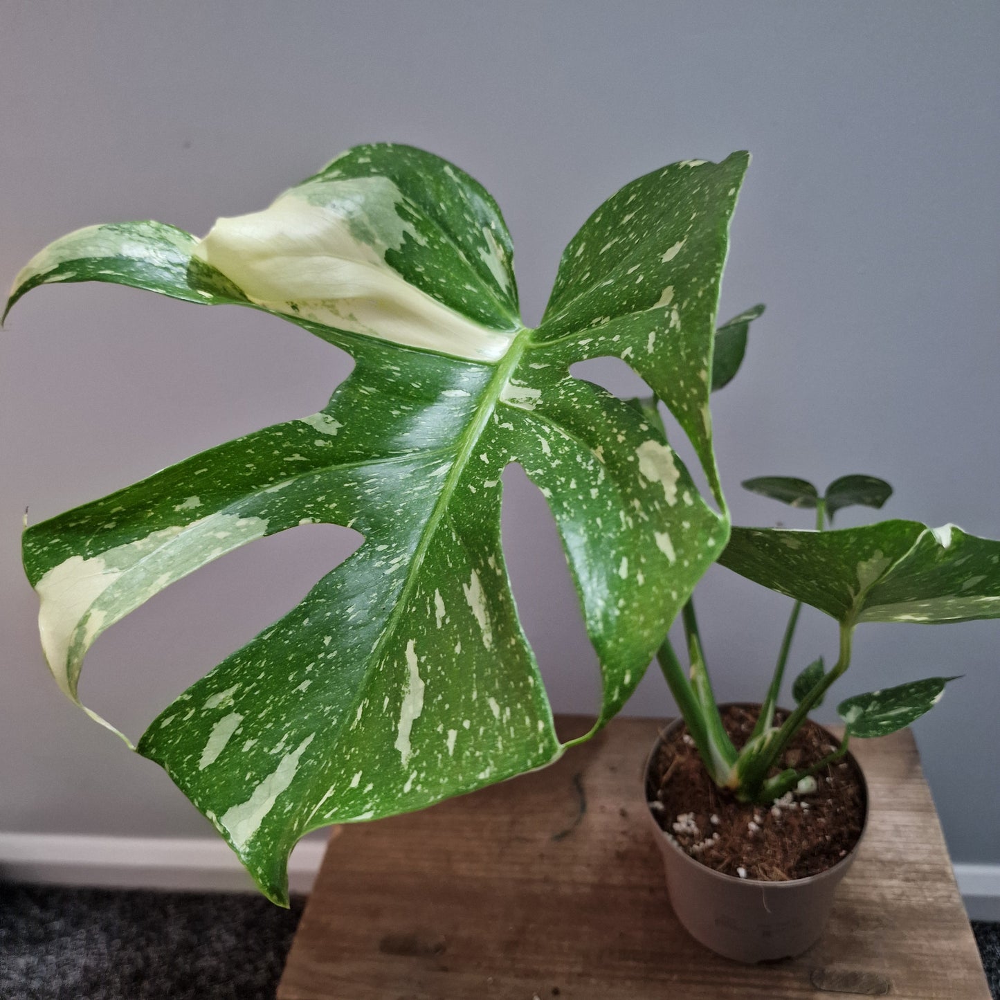 Monstera Thai Constellation Houseplant 12cm pot (5)