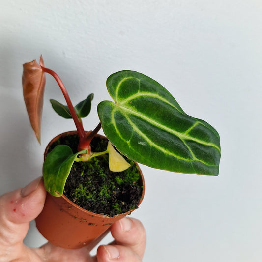 Anthurium Regale – 6cm Pot