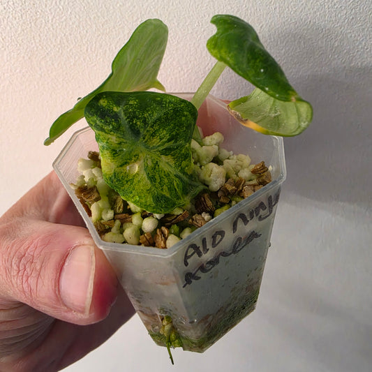 Alocasia Ninja Aurea Variegated – Exact Plant #2