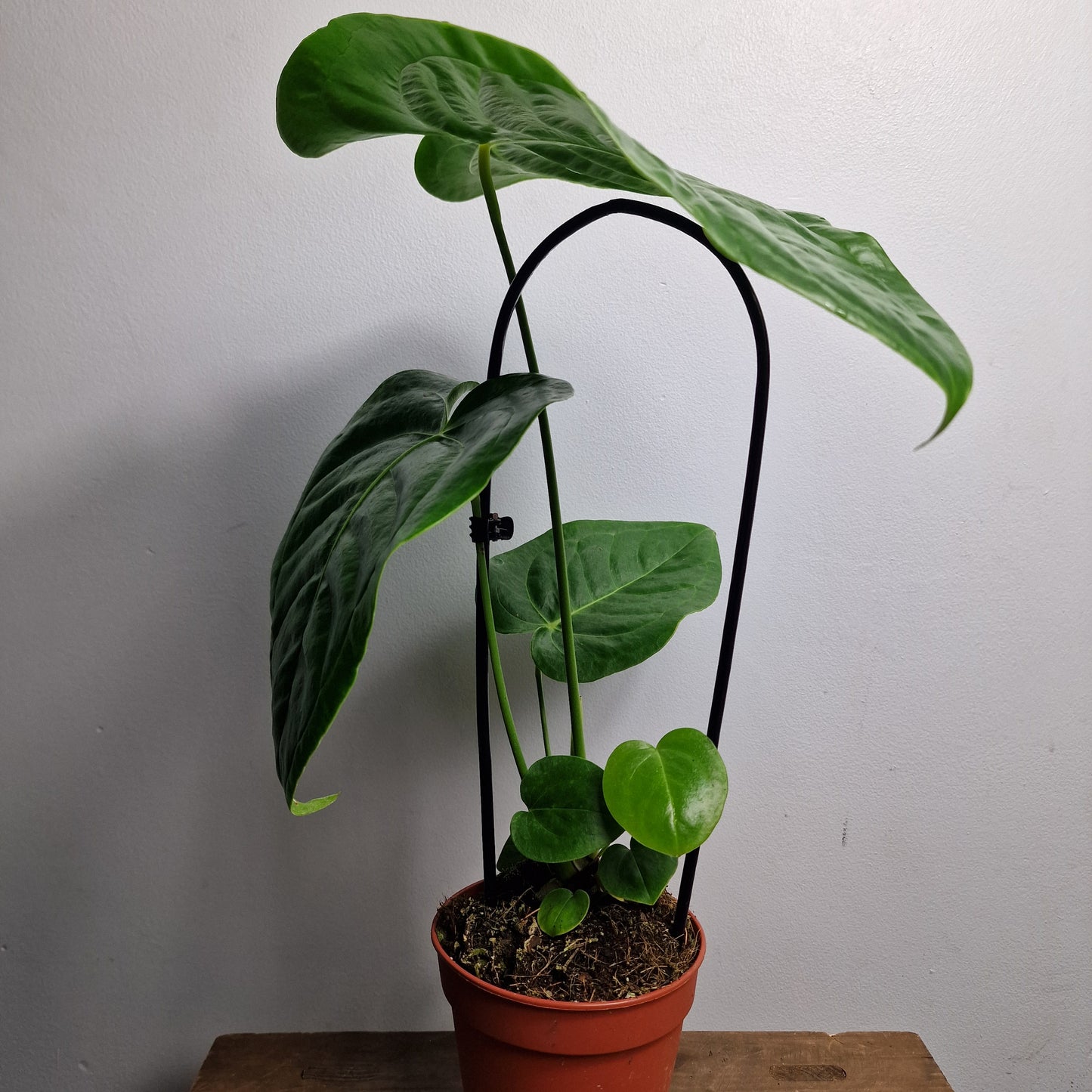 Anthurium Veitchii – 12cm Pot
