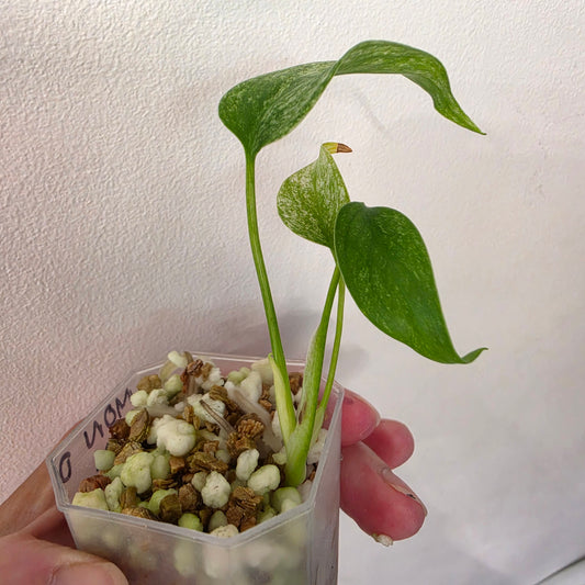 Monstera Deliciosa Thai Mint – Exact Plant #3