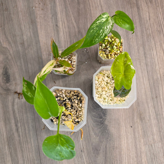 MIXED RARE PLANT BUNDLE - see description