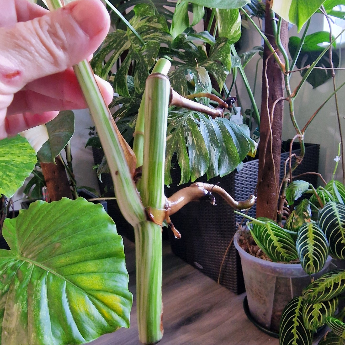 Monstera Albo Highly Variegated Middle Cutting