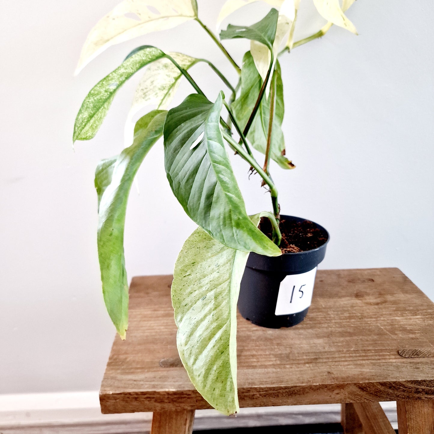 Monstera Laniata Mint Rare Houseplant 12cm pot (15)