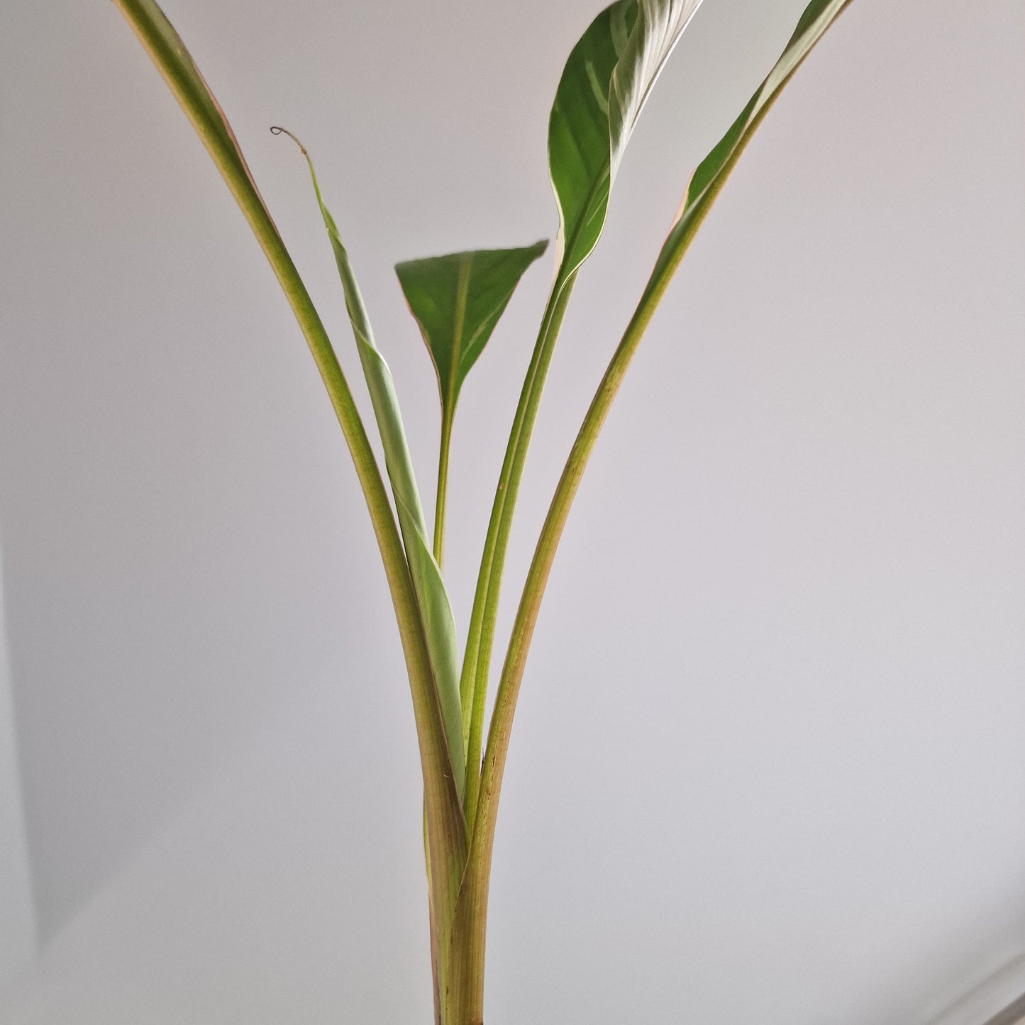 Musa Nono Rare Houseplant approx 50cm tall 10.5cm pot (7)