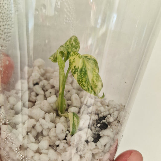 Monstera Green Snow (Thai Constellation Family) – Young TC Plant (#2)