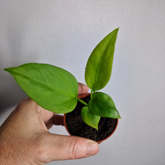 Anthurium Vittarifolium – 6cm Pot