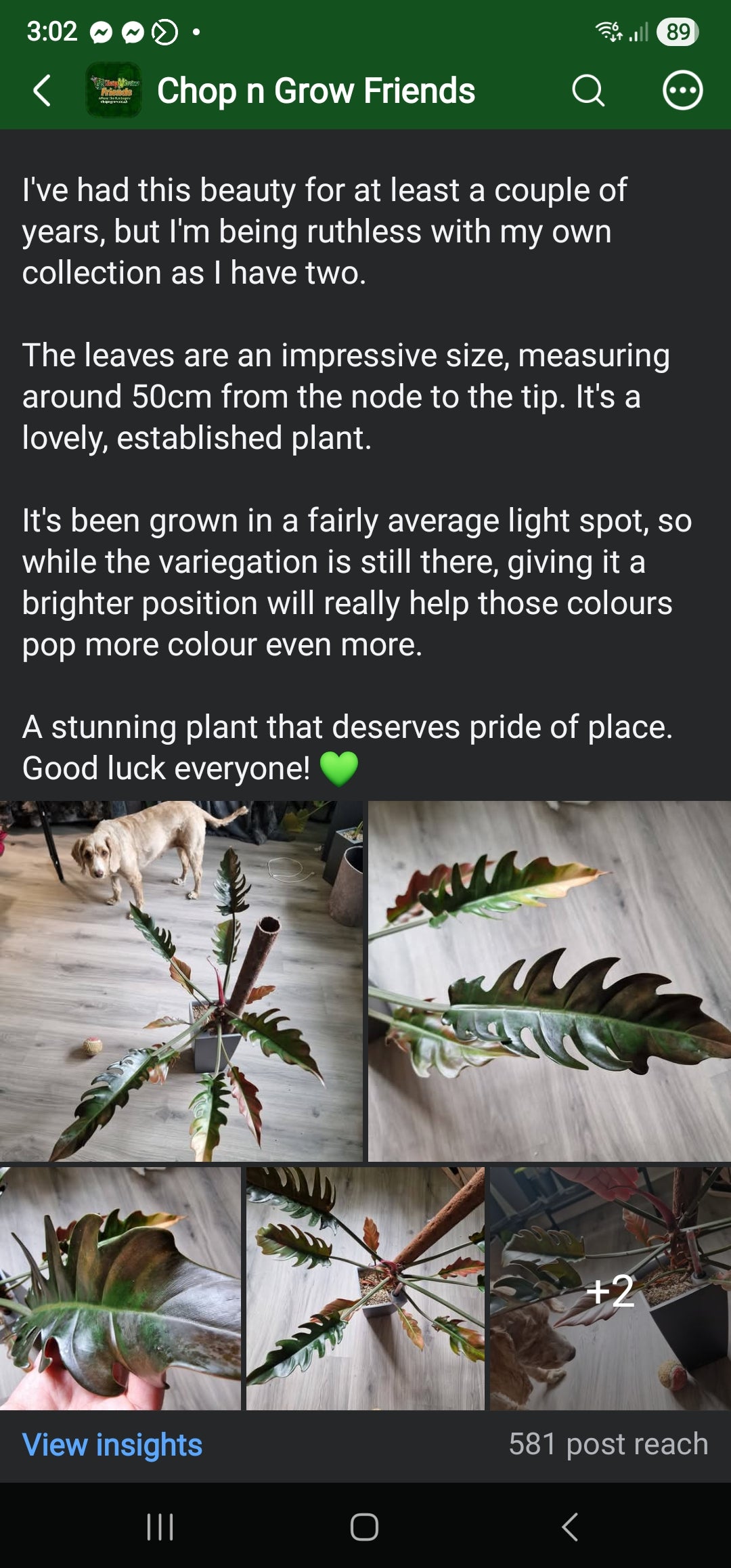 Chop n Grow Friends sale - Tony Caramel