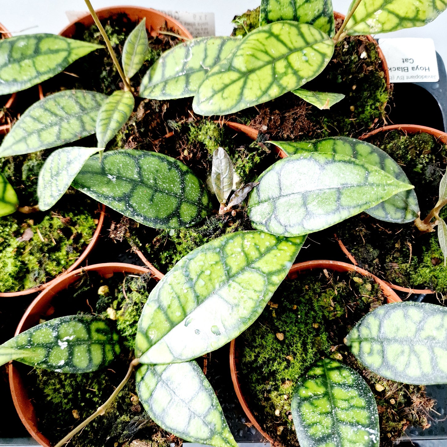 Hoya Black Cat Houseplant 10.5cm pot