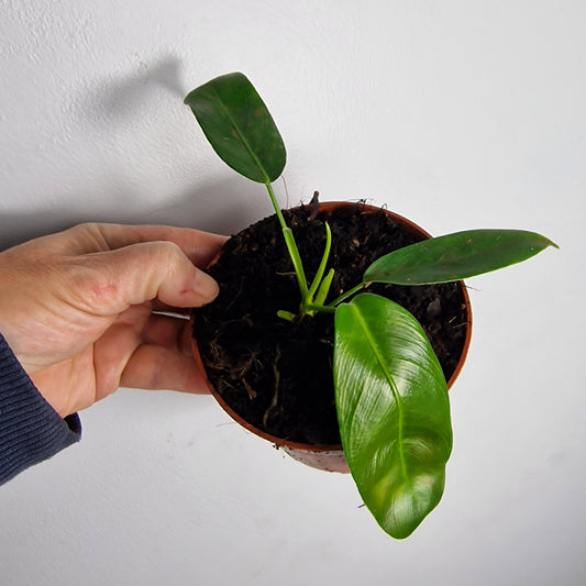 Philodendron Patriciae – 11cm Pot