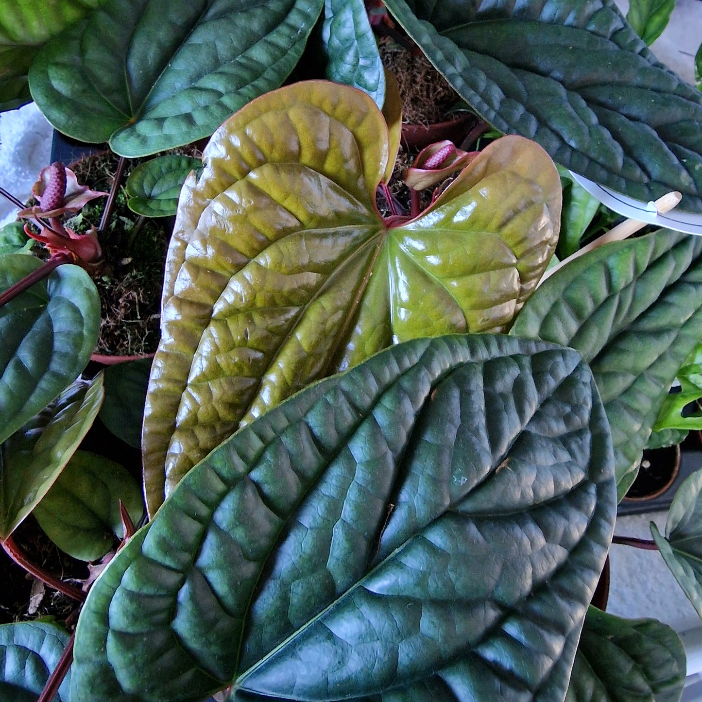Anthurium Luxurians x Radicans – 12cm Pot