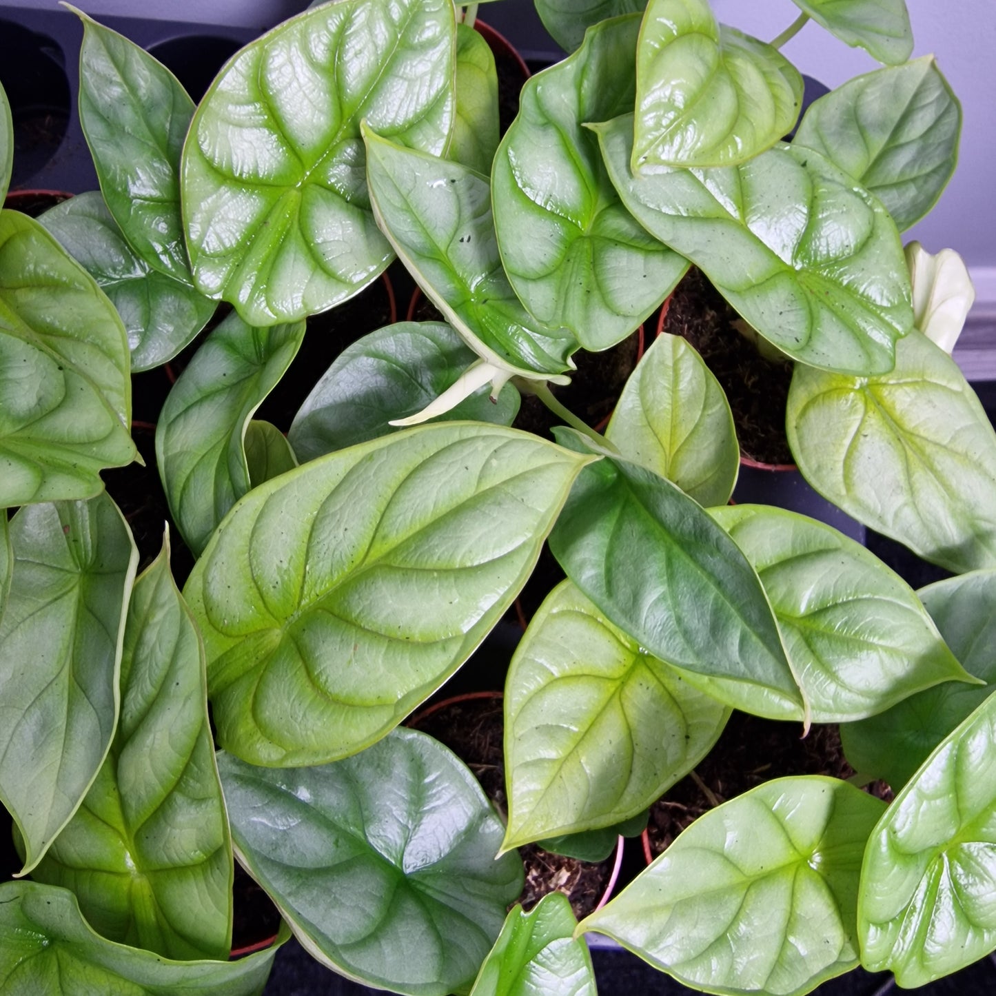 Alocasia Dragon Gold / Aurea – 7 cm Pot