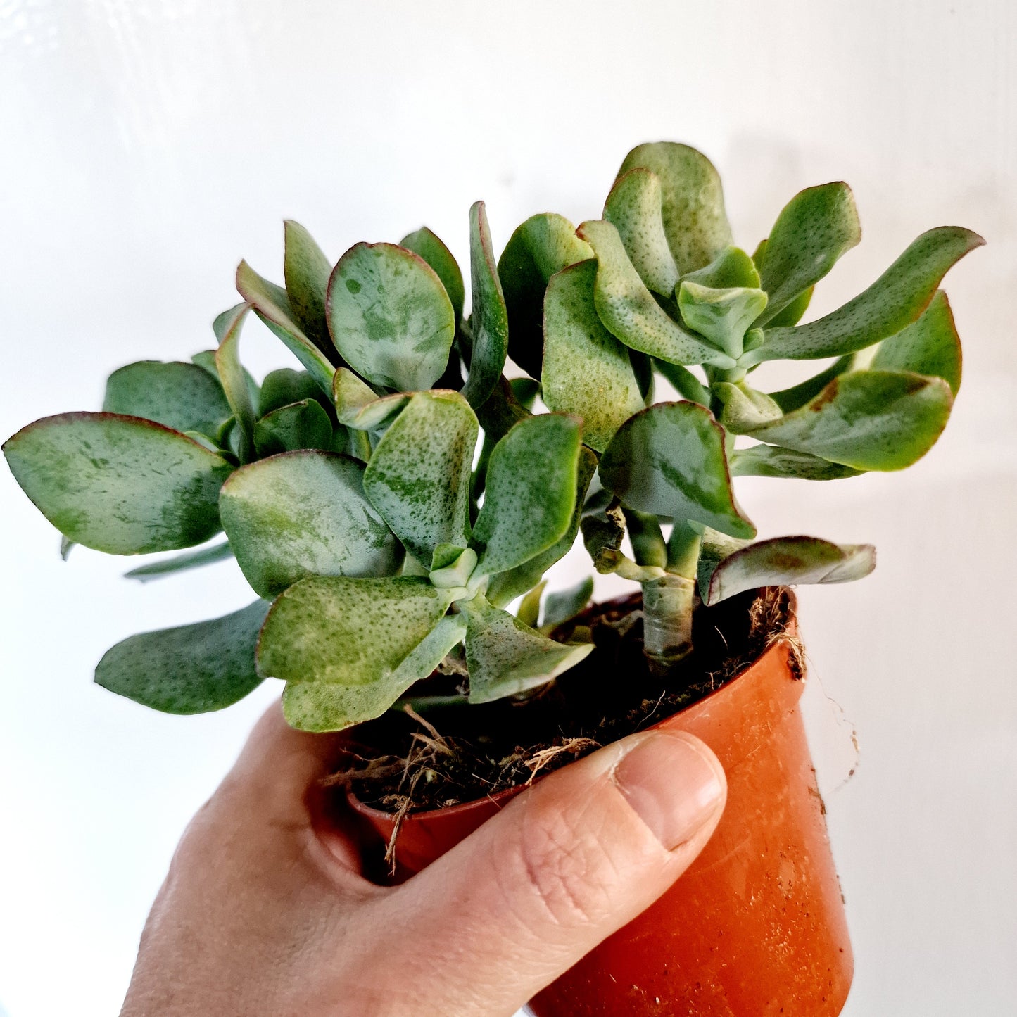 Succulant Houseplant 8.5cm pot