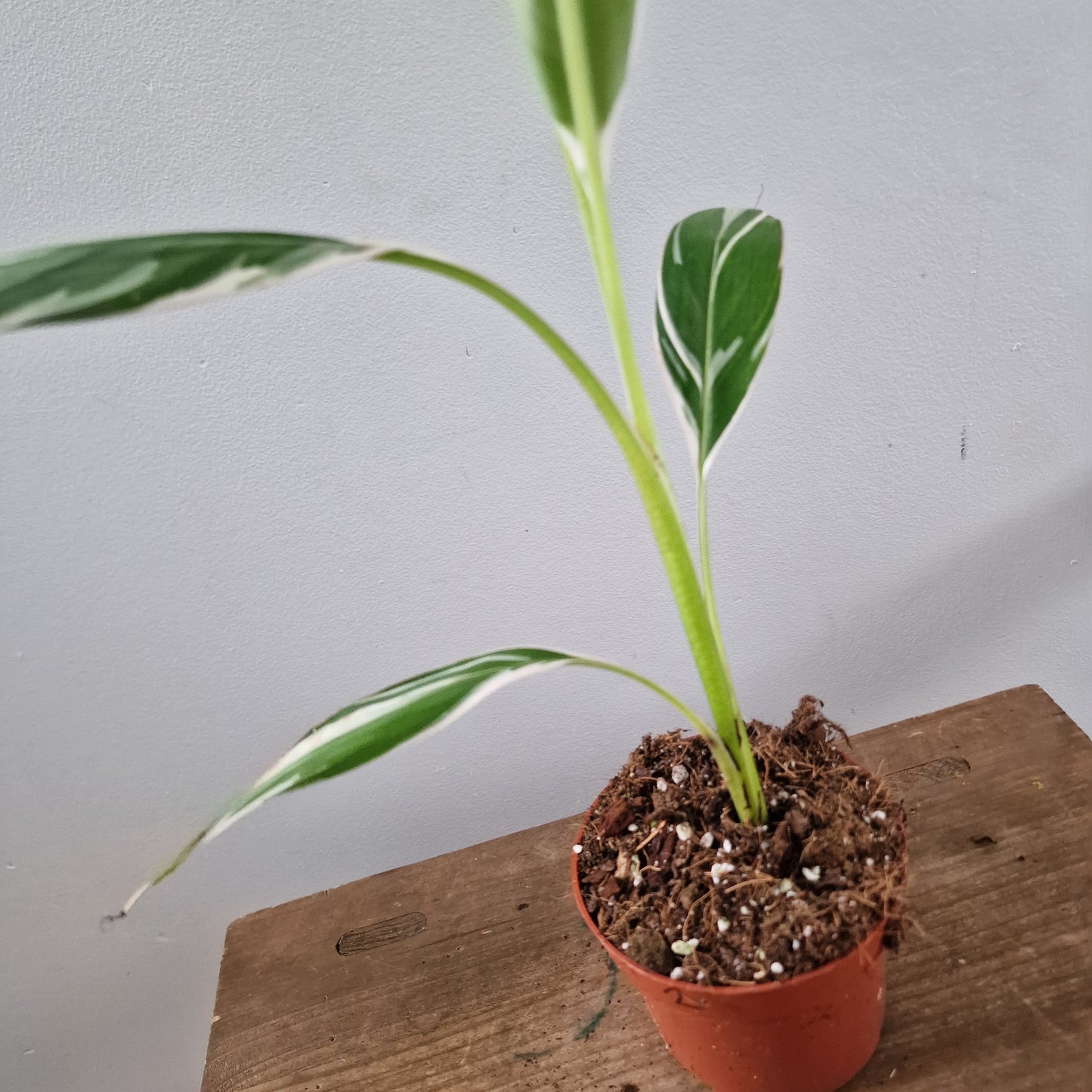 Musa Florida Rare Houseplant approx 40cm tall 10.5cm pot (2)