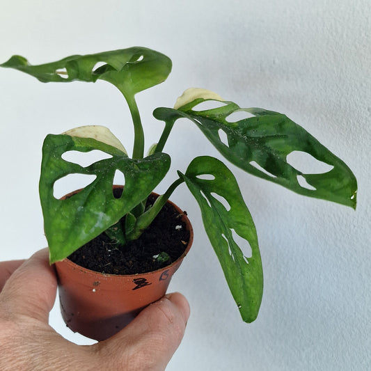 Monstera Adansonni Variegated (#b)