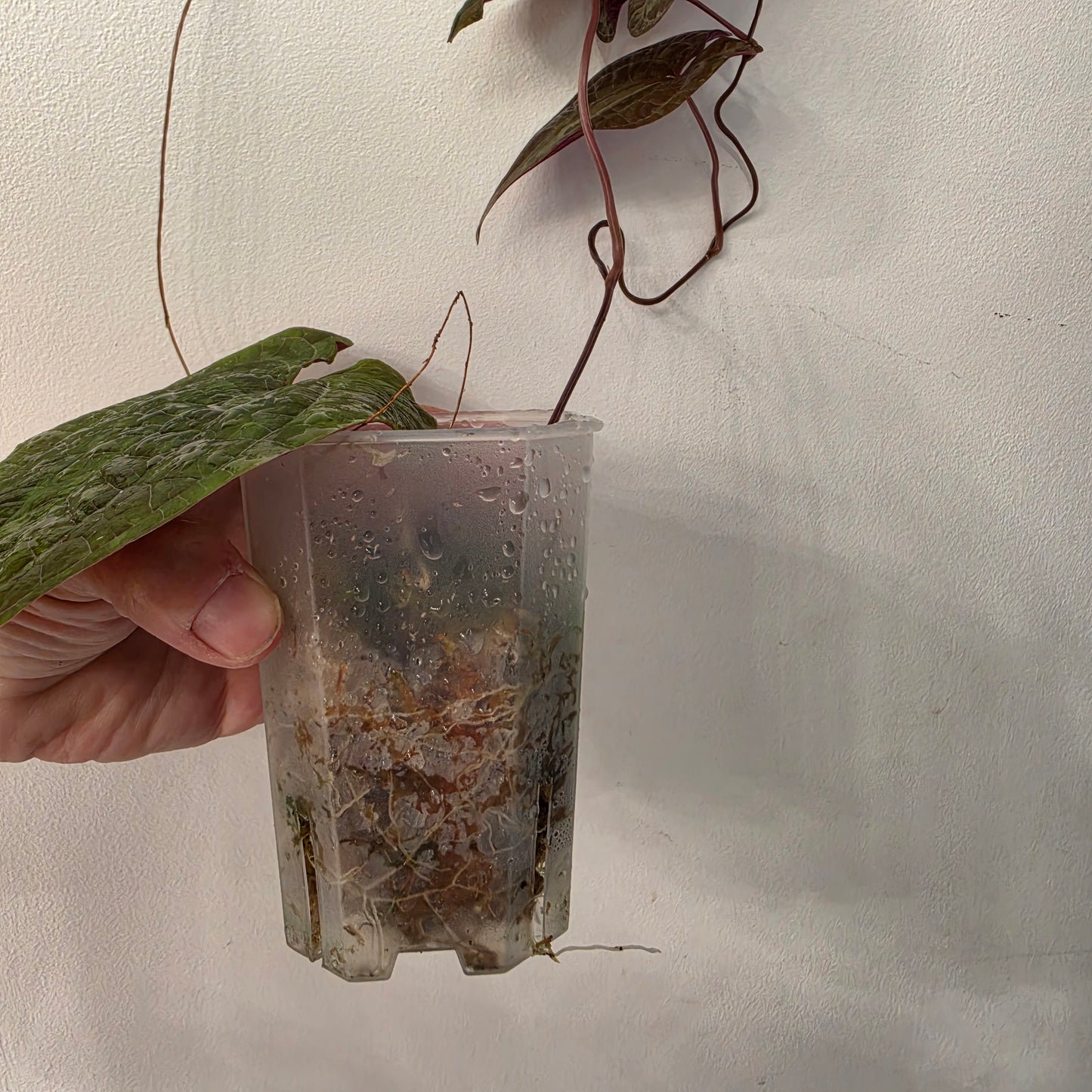 Dioscorea Dioscorea Vining Climbing Plant Exact Plant (1)