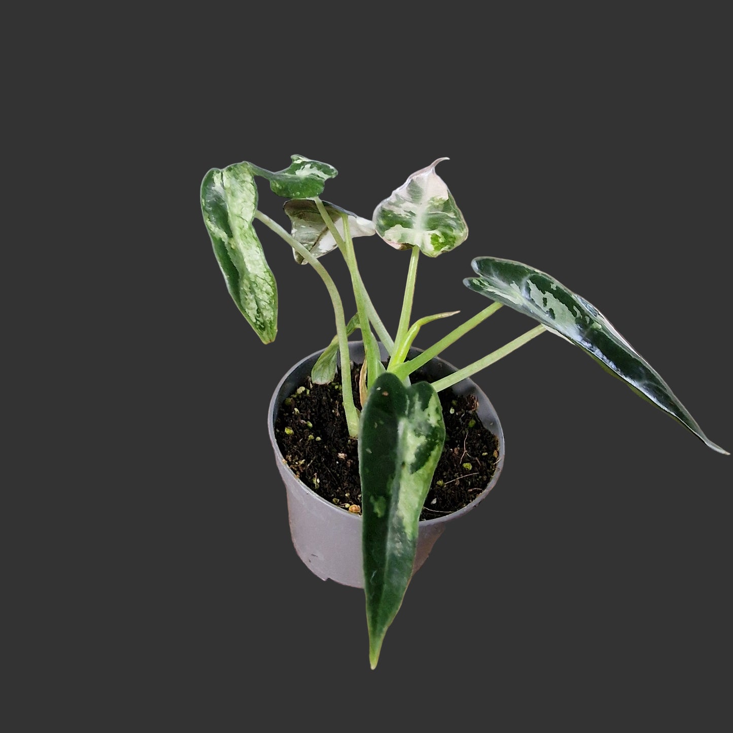 Alocasia Green Bambino Variegated Rare Houseplant 6cm pot (3)
