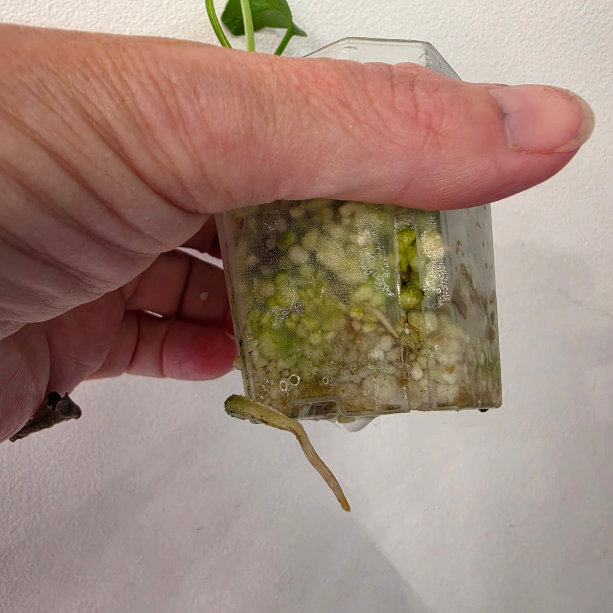 Monstera Bulbasaur – Fully Acclimatised | Exact Plant #9