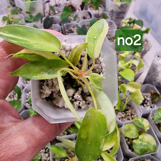 Philodendron Florida Beauty Aurea Variegata - choose your own