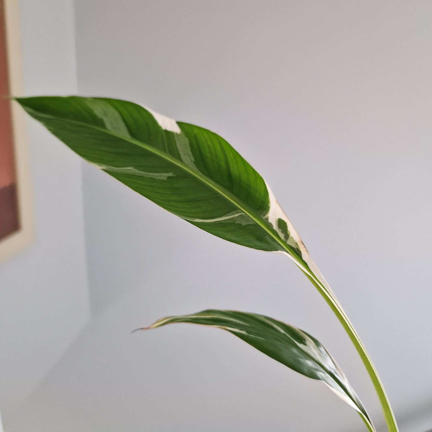 Musa Florida Rare Houseplant approx 40cm tall 10.5cm pot (7)