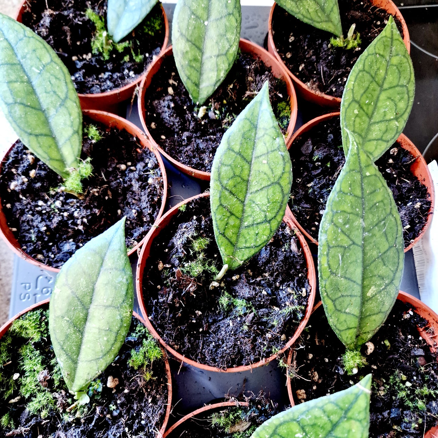 Hoya Finlaysonii Sarawak Houseplant 10.5cm pot