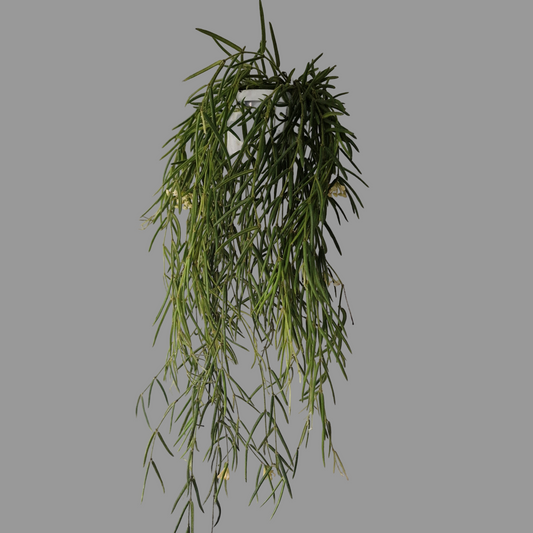 Hoya Linearis Houseplant 12cm pot