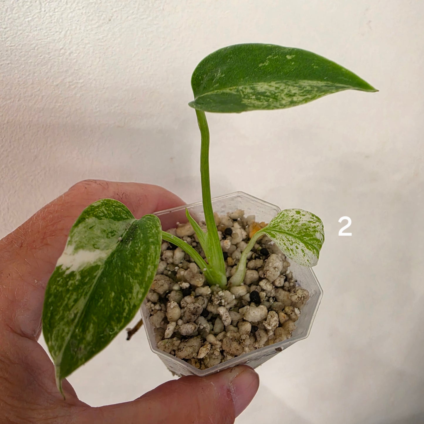 White Monstera β Choose Your Plant