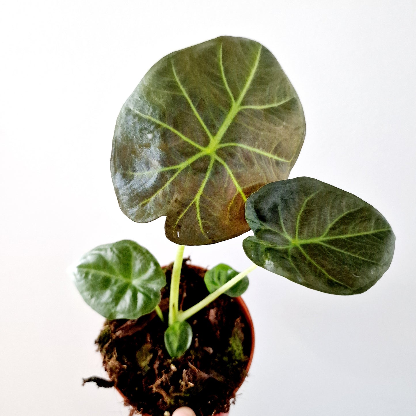 Alocasia Regal Shield Houseplant 10.5cm pot
