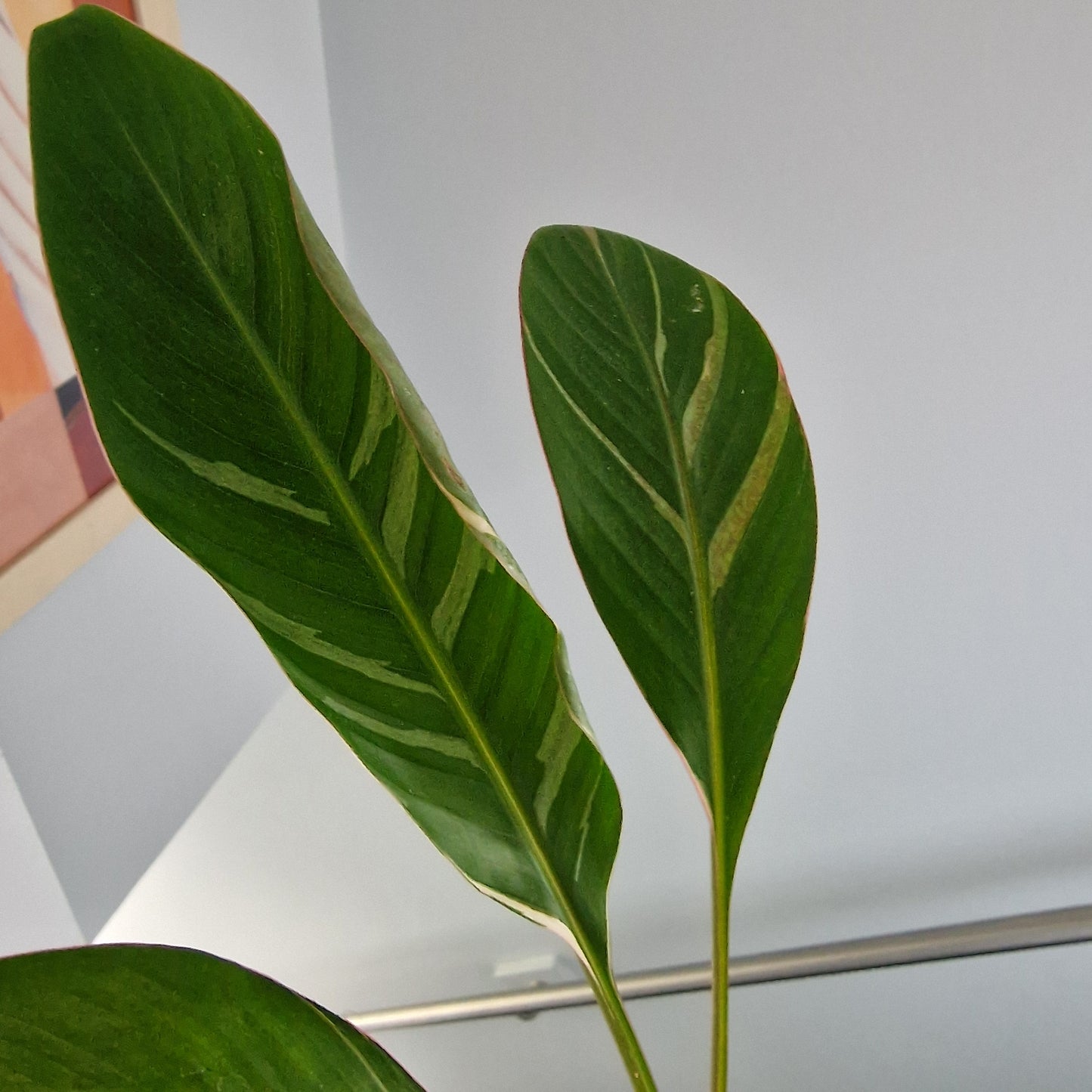 Musa Nono Rare Houseplant approx 50cm tall 10.5cm pot (7)
