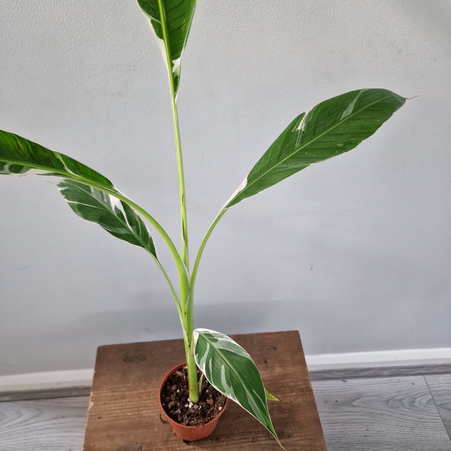 Musa ‘Florida’ – 10.5cm Pot (#6)