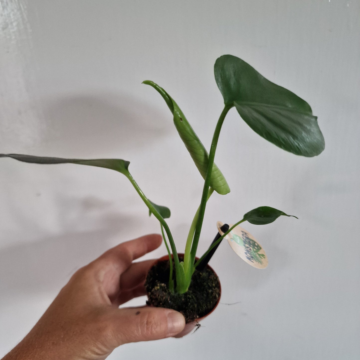 Monstera Rare Houseplant 6cm pot