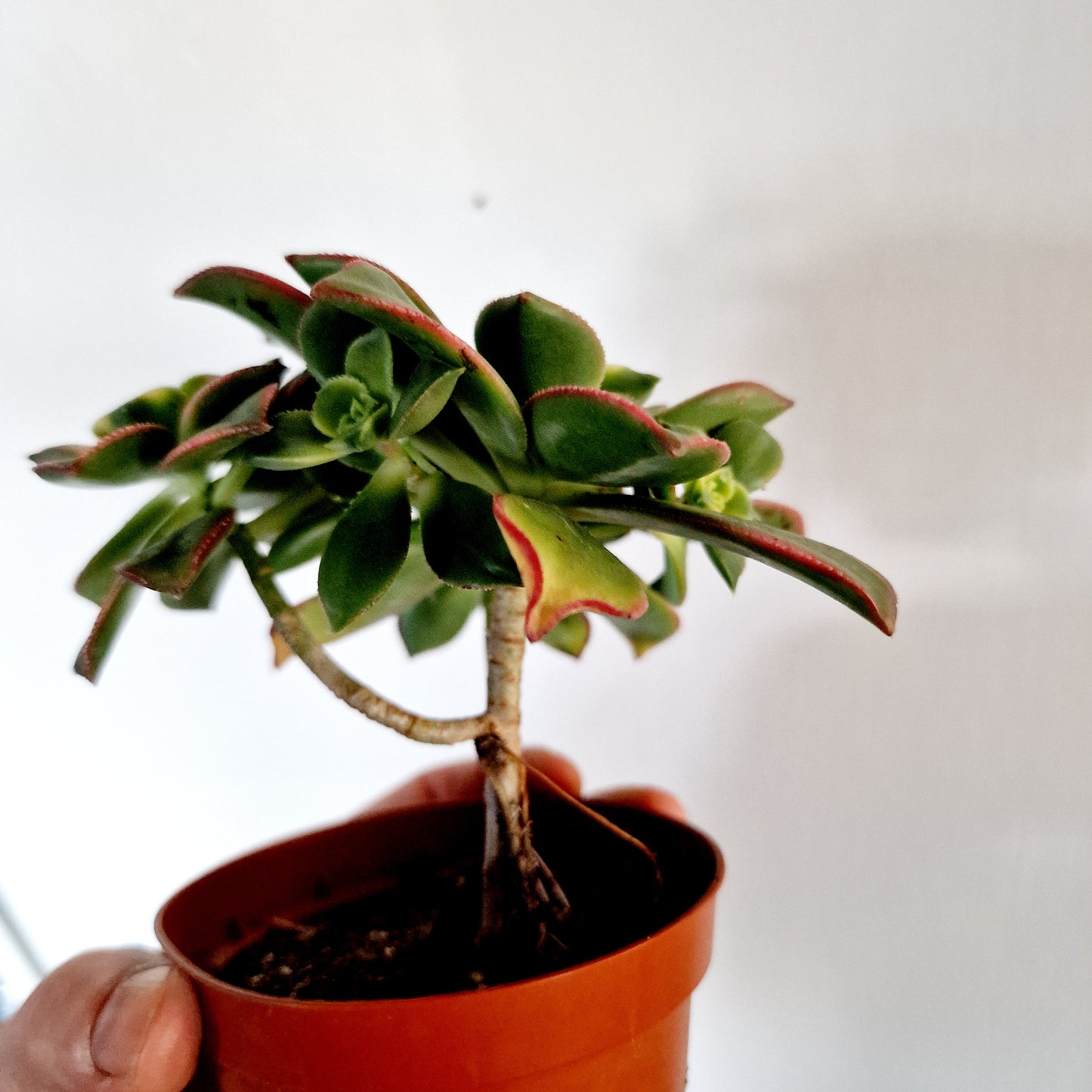 Succulant Houseplant 8.5cm pot