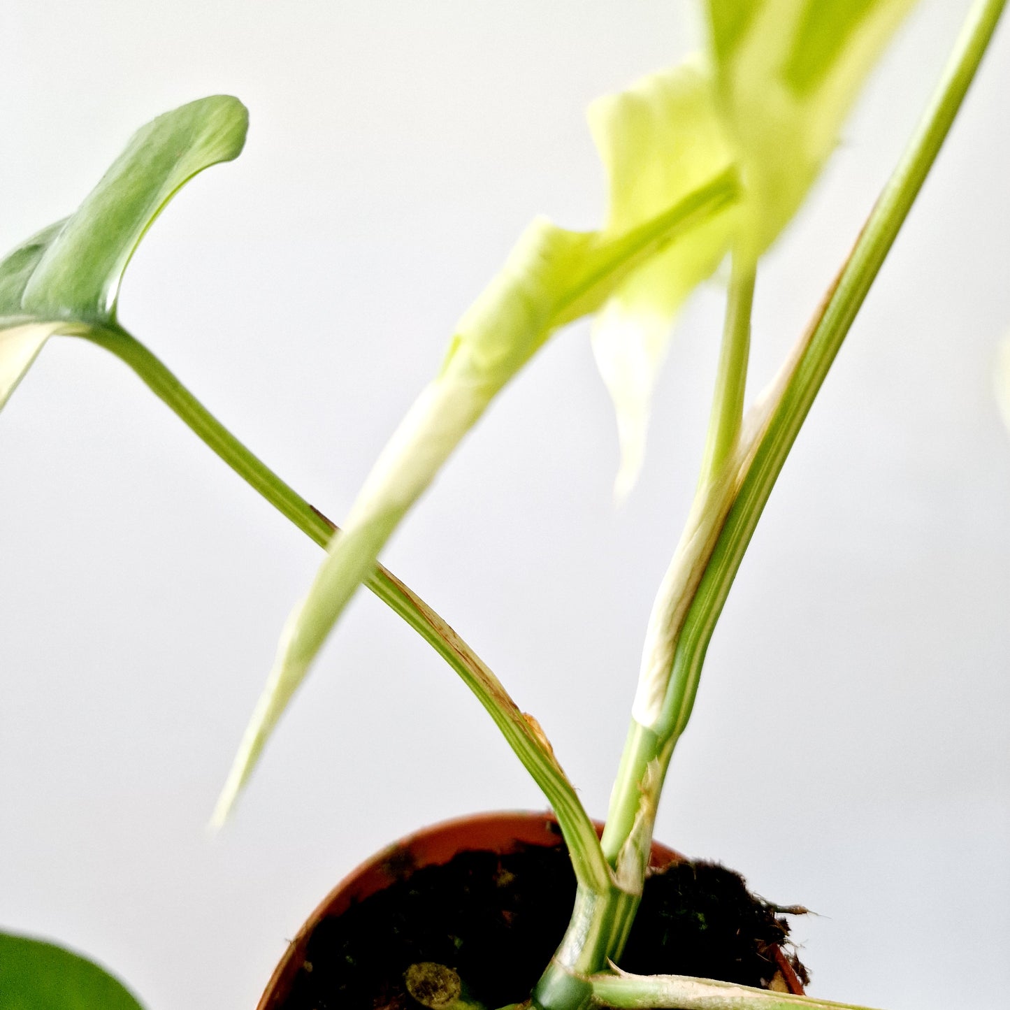 Rhaphidophora Tetrasperma Houseplant 10.5cm pot (1)