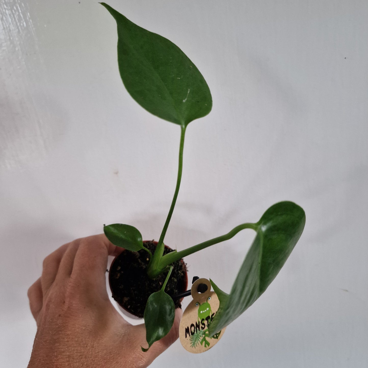 Monstera Rare Houseplant 6cm pot