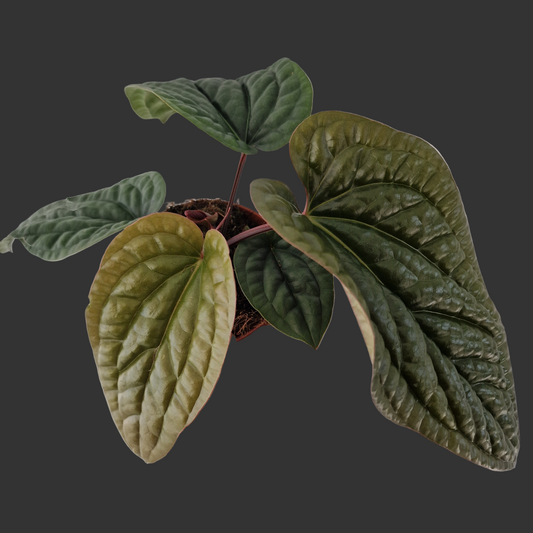 Anthurium Luxurians x Radicans – 12cm Pot