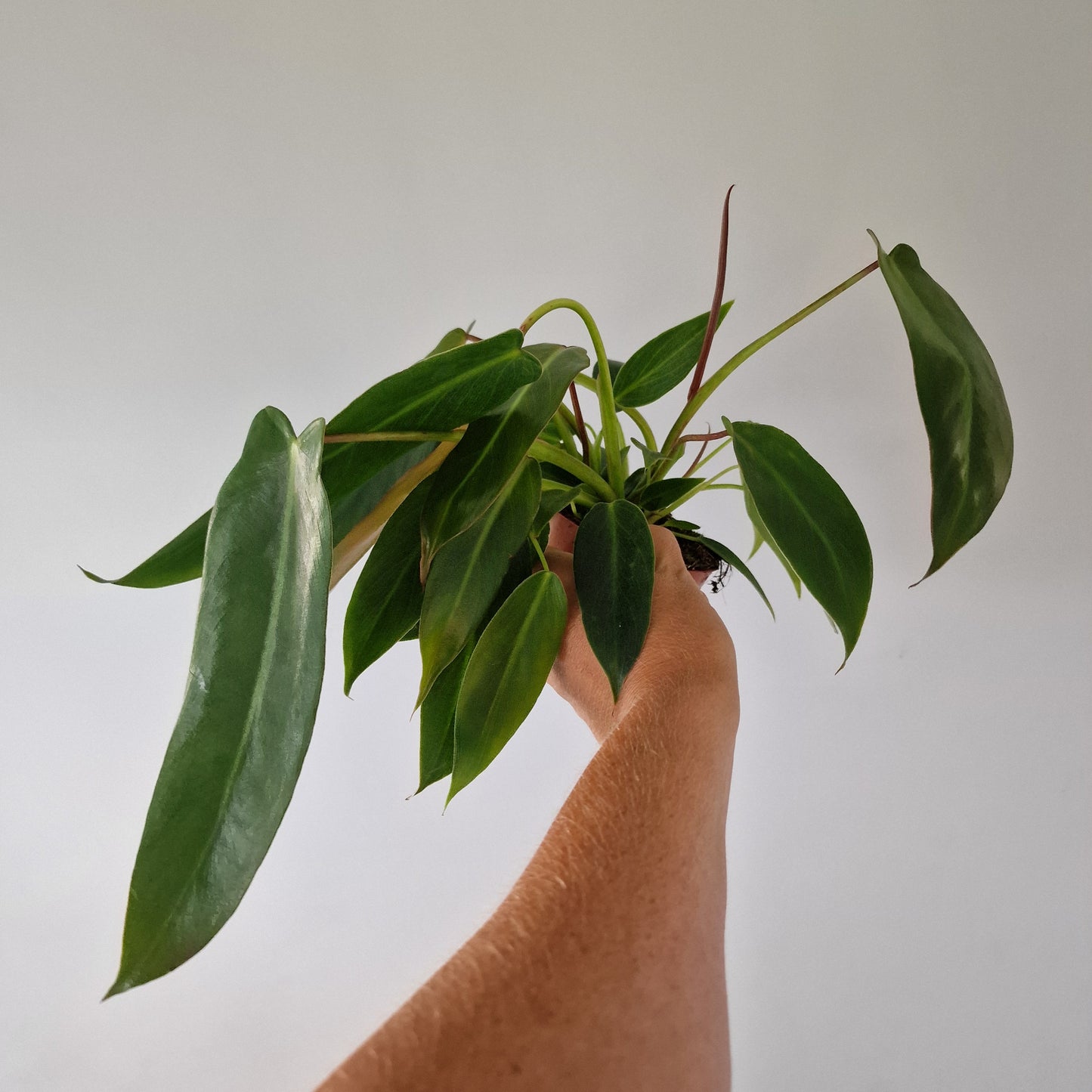 Philodendron Spiritus Sancti 2 Houseplants in each 10.5cm pot